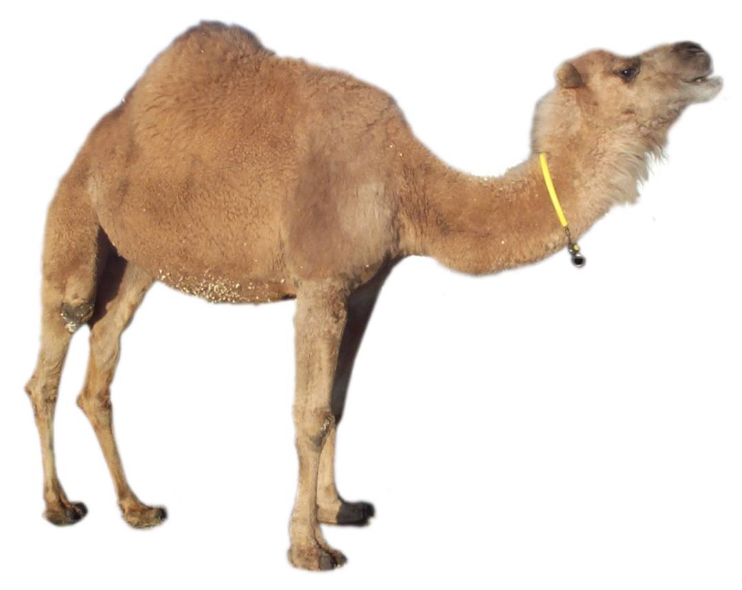 Camel6.jpg